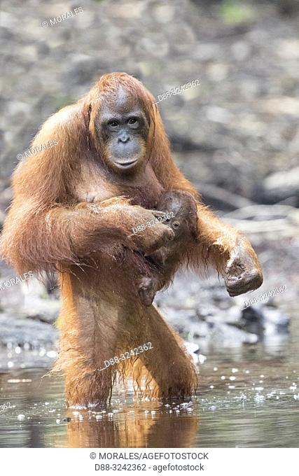 Asia, Indonesia, Borneo, Tanjung Puting National Park, Bornean orangutan (Pongo pygmaeus pygmaeus), adult male near by the water of Sekonyer river