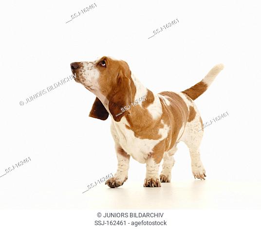 Basset Hound dog - standing - cut out