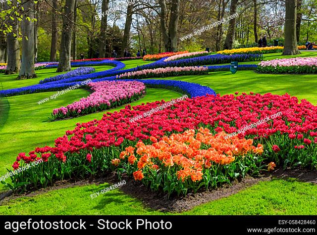 Flowers in garden Keukenhof Netherlands - nature background