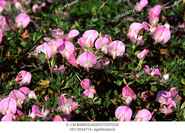 Spiny restharrow (Ononis spinosa) is a spiny shrub native to Europe, north Africa and western Asia