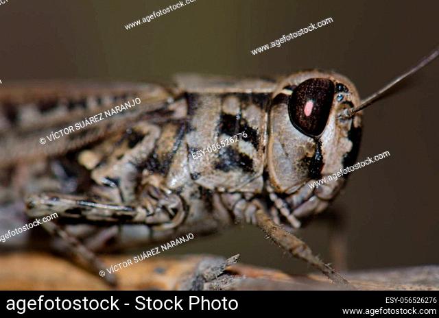 Canarian pincer grasshopper Calliptamus plebeius. Female. Cruz de Pajonales. The Nublo Rural Park. Tejeda. Gran Canaria. Canary Islands. Spain