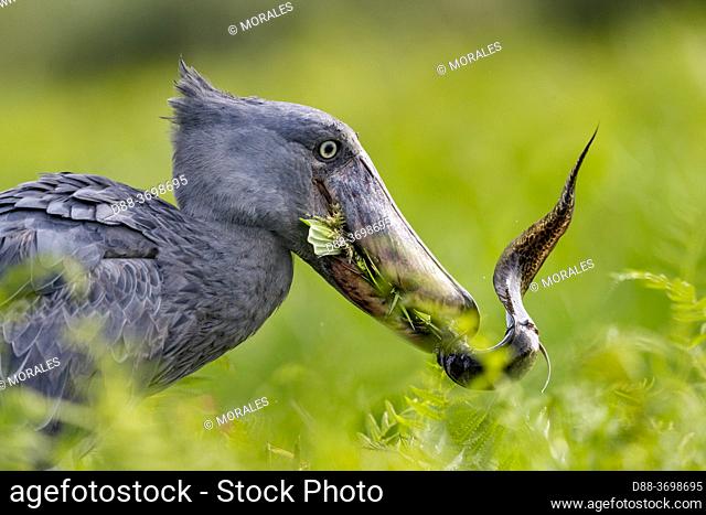Africa, Uganda, Mabamba swamp, Shoebill (Balaeniceps rex), hunting for dipneuste (protoptera = pulmonary bony fish that bury themselves in the mud when water...
