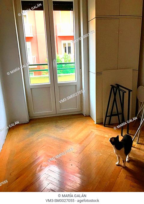 Cat alone in an empty room, looking at the closed window