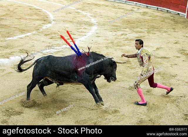 Bullfight, matador and bull with impaled banderillas, Caletilla, Acapulco, Mexico, Central America