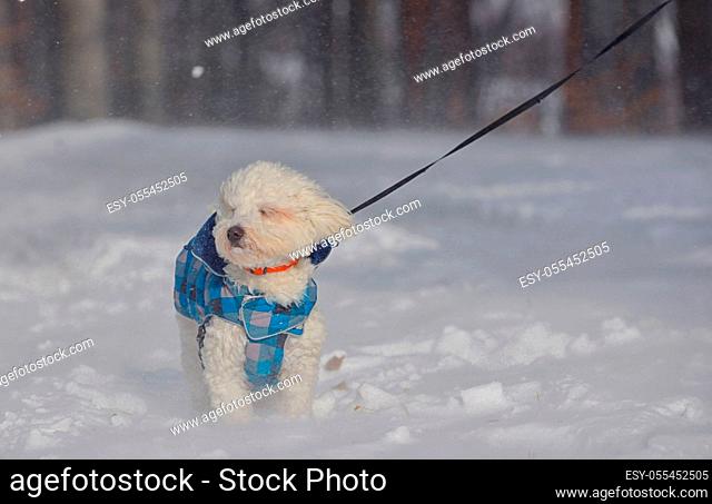 dog, winter walk, snowdrift
