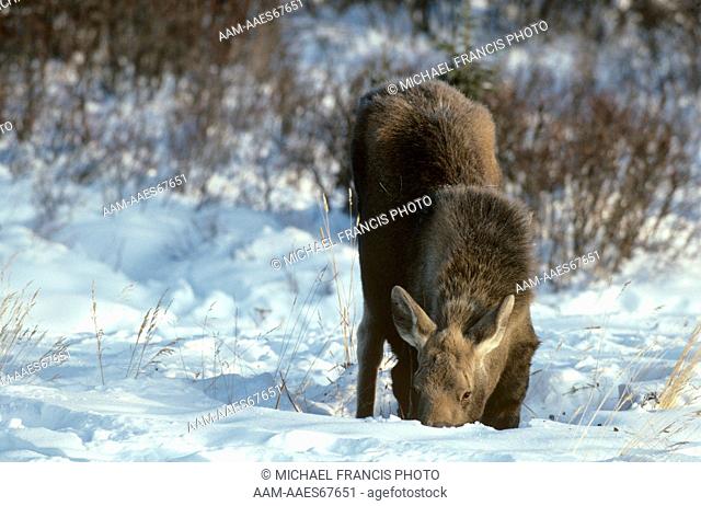Moose (A. alces andersoni) Calf feeding in Snow on Front Knees, BC, Canada