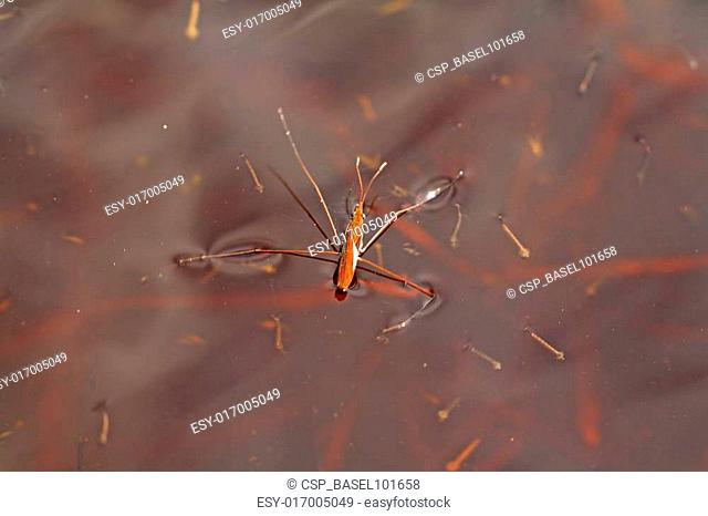 pond skater on red water