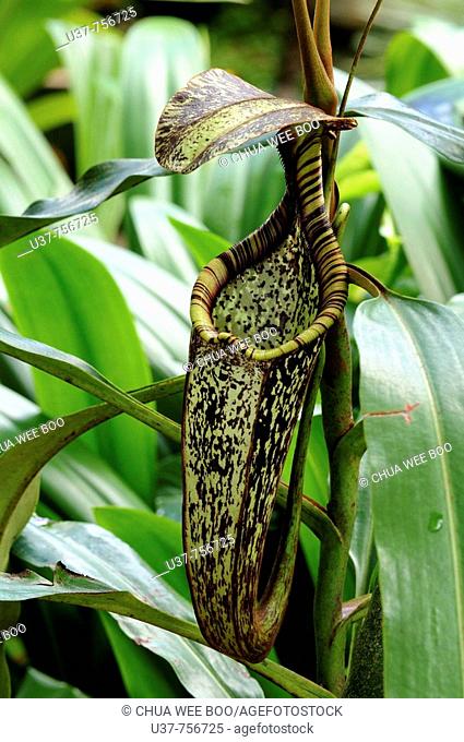 N. Rafflesiana-A widely spread species in Malaysia, Brunei and Indonesia, grows in kerangas & swamps forest. Easily unidentified by two wing like structure and...