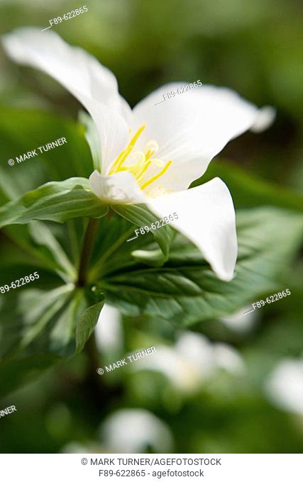 White Trillium blossom & foliage w/ blur effect (Trillium grandiflorum). VanDusen, Vancouver, BC