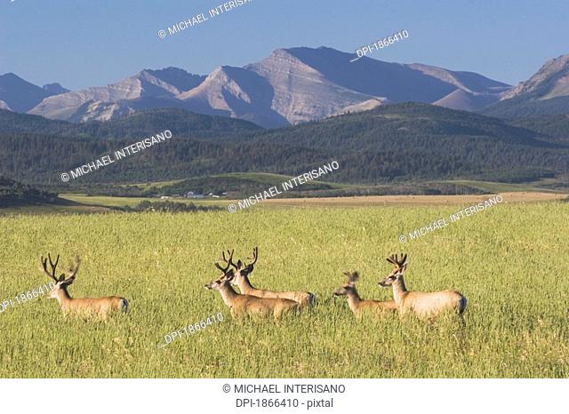 pincher creek, alberta, canada, deer walking through a field with mountains in the background