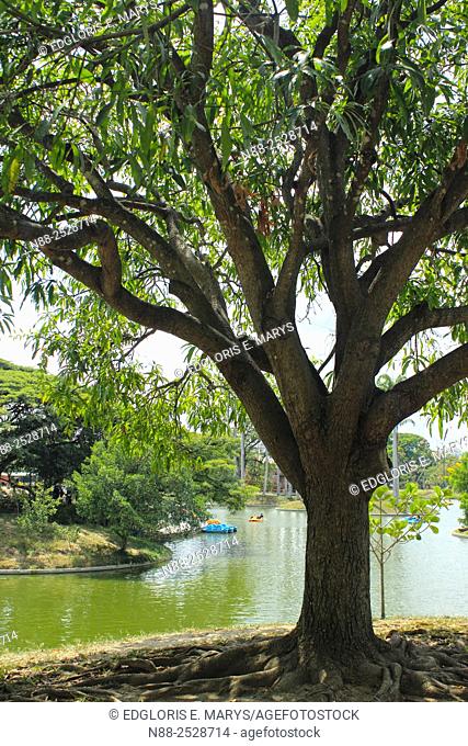 Tree near boat lake, Parque del Este, Caracas, Venezuela