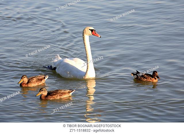 Hungary, Keszthely, Lake Balaton, swan, ducks
