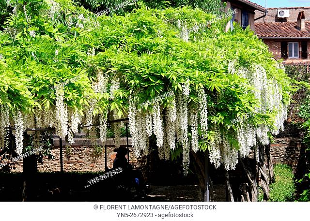 Pergola covered of white wisterias (wisteria floribunda alba)