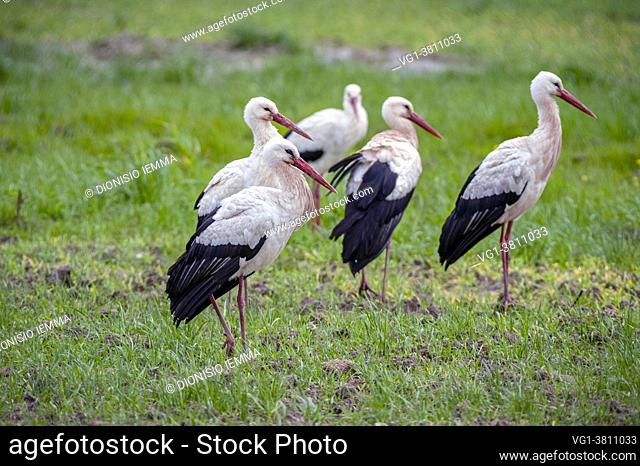 White Storks (Ciconia ciconia) in the countryside of the Crotone marquisate, Calabria, Italy