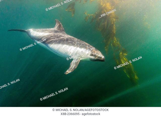 Adult Peale's dolphin, Lagenorhynchus australis, underwater in shallow water near New Island, Falkland Islands, UK Overseas Protectorate