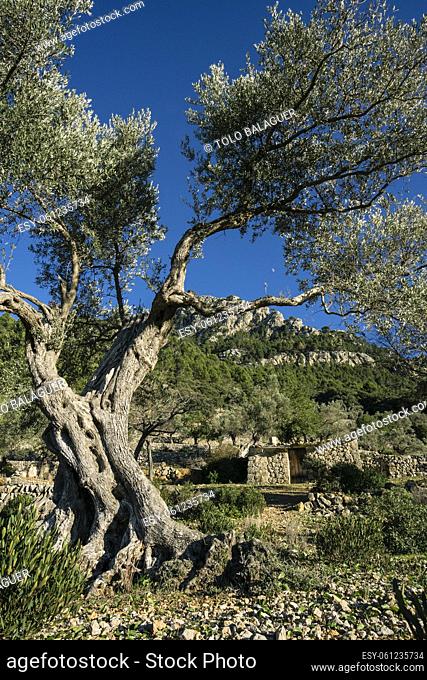 Deia, Sierra de Tramuntana, Mallorca, balearic islands, spain, europe