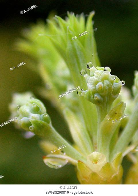 Japanese Plum Yew, Chinese Plum Yew (Cephalotaxus harringtonia var. drupacea), cones with pollination drops