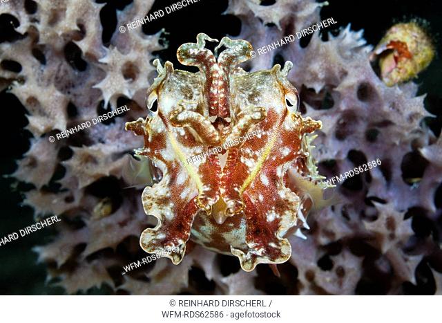 Cuttlefish in defending attitude, Sepia sp., Cenderawasih Bay, West Papua, Indonesia