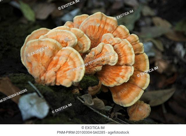Close-up of fungus on a tree trunk, Thekkady, Periyar National Park, Kerala, India