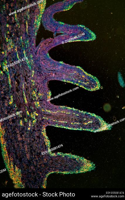 Blattquerschnitt unter dem Mikroskop im Dunkelfeld 100x
