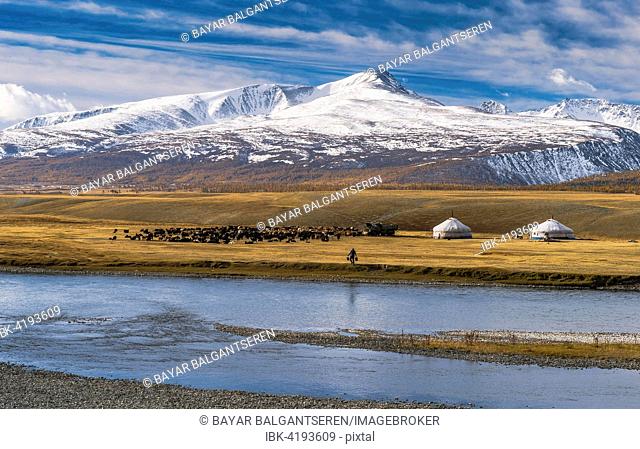 Flock of sheep with yurts and shepherd on the banks of Khoton Lake, snow-covered mountains in the back, Mongolia