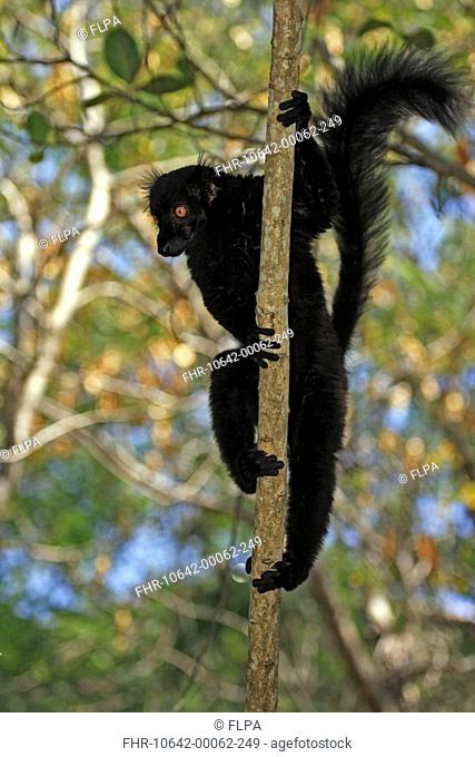 Black Lemur Lemur macaco adult male in tree, Nosy Komba, Madagascar