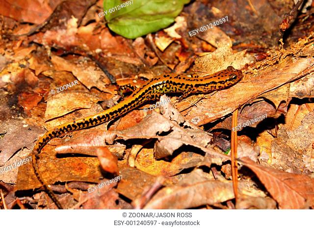 Long-tailed Salamander Eurycea longicauda