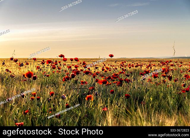 Red poppies among the field of wheat in Pinto, early in the morning. Madrid. Spain. Europe