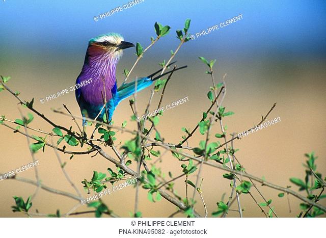 Lilac-breasted Roller Coracias caudata - Kruger National Park, Mpumalanga, South Africa, Africa