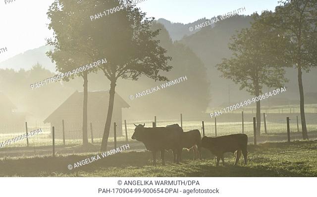 Cows graze during the sunrise in the morning in Garmisch-Partenkirchen, Germany, 4 September 2017. Photo: Angelika Warmuth/dpa