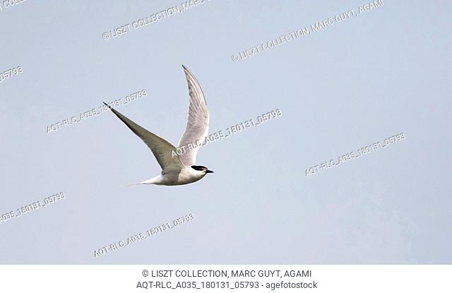 (Siberian) Common Tern, Sterna hirundo longipennis, Common Tern, Sterna hirundo