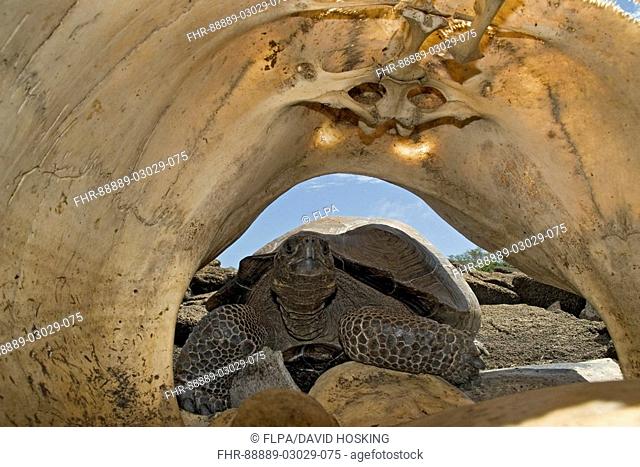 Galapagos Giant Tortoise looks into the shell of a bigger tortoise They sometime chew bones for there mineral content San Cristobal island