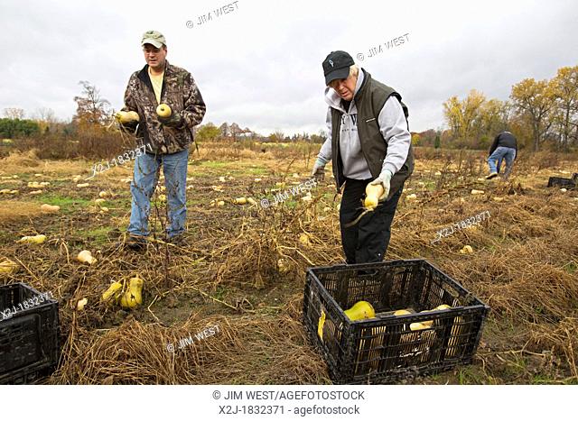 Ray, Michigan - Men help as volunteers collect leftover squash from a farmer's field for distribution to those in need  The produce is distributed to soup...