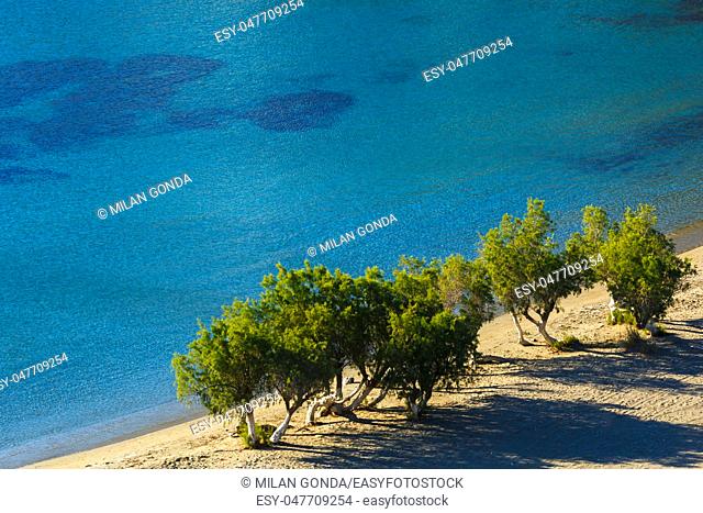 Trees on a beach on Kythnos island in Greece.