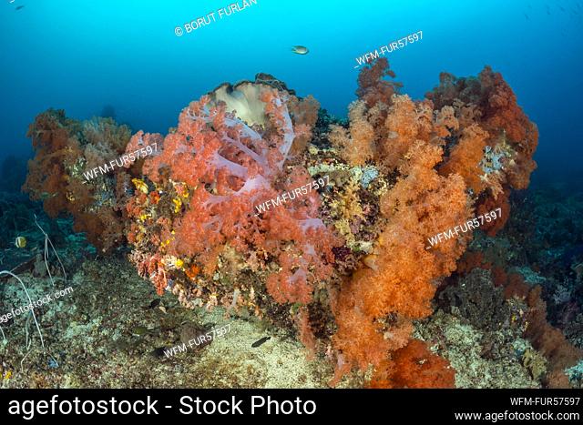Colored Soft Corals, Nephthea sp, Raja Ampat, West Papua, Indonesia