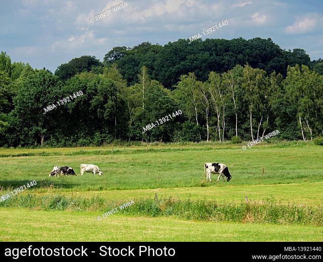 Landscape with cows near Vehre, Osnabrück, Osnabrücker Land, Lower Saxony, Germany