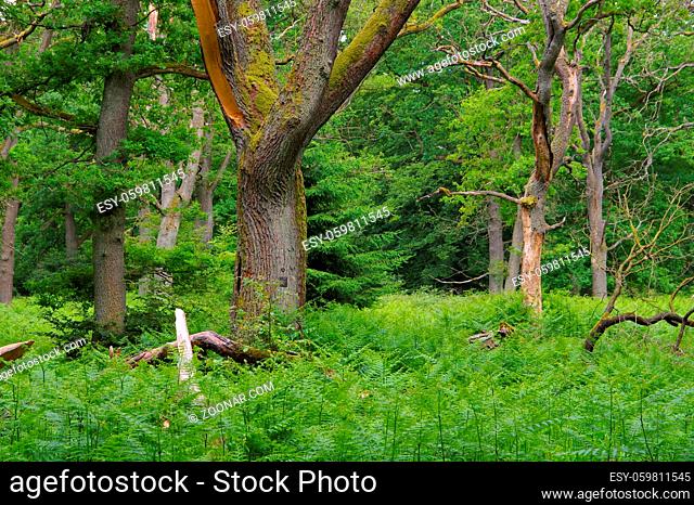 Urwald Sababurg in Deutschland - ancient forest of Sababurg in Germany