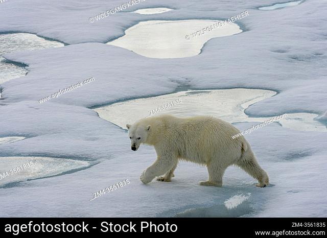 A polar bear (Ursus maritimus) is walking on the pack ice north of Svalbard, Norway