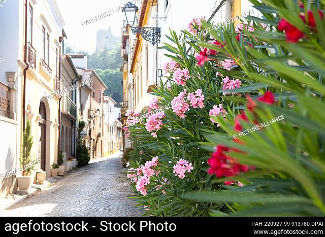 PRODUCTION - 03 August 2022, Portugal, Tomar: Oleander blooms in front of a house in an alley in the city center, at the end of which on the hill you can see...