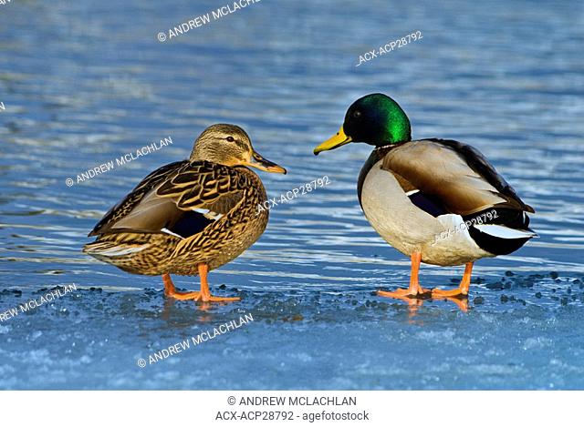Mallard drake and hen anas platyrhynchos on ice in winter at Humber Bay Park on Lake Ontario in Toronto Ontario