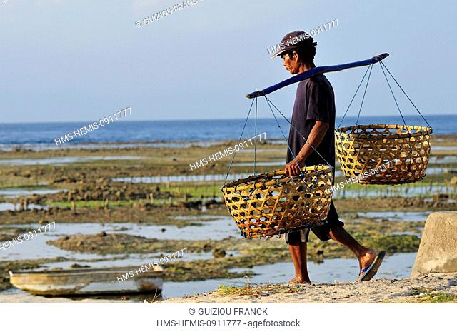 Indonesia, Bali, Nusa Lembongan Island, the islanders live on seaweed farming