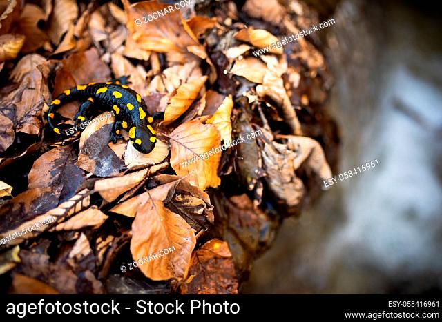 Top view of fire salamander, salamandra salamandra, on orange leafs near stream with waterfall in autumn nature. Black amphibian with vibrant yellow spots near...