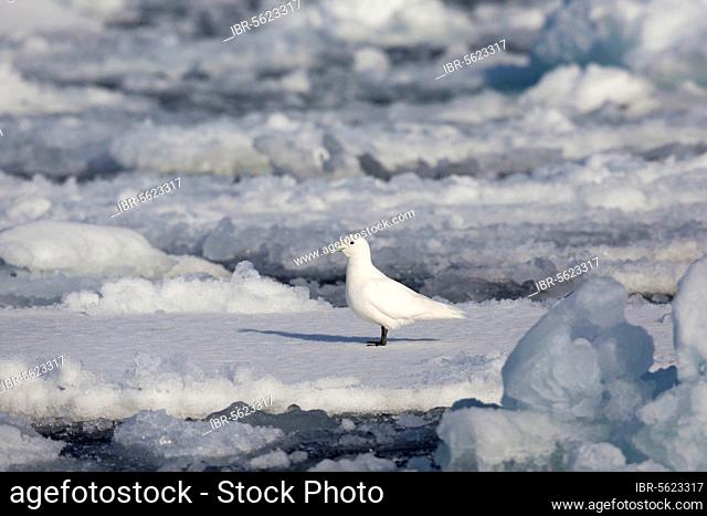 Ivory Gull, ivory gulls (Pagophila eburnea), gulls, animals, birds, Ivory Gull adult, standing on icefloe, Erik Eriksenstretet, Svalbard