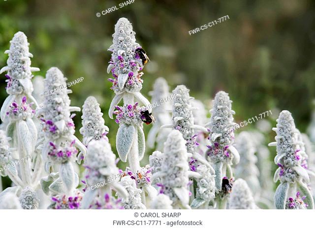 Lambs' ears, Stachys byzantina, Side view of several spires of this soft fluffy plant with silver foliage and buds and small pink purple flowers and three...