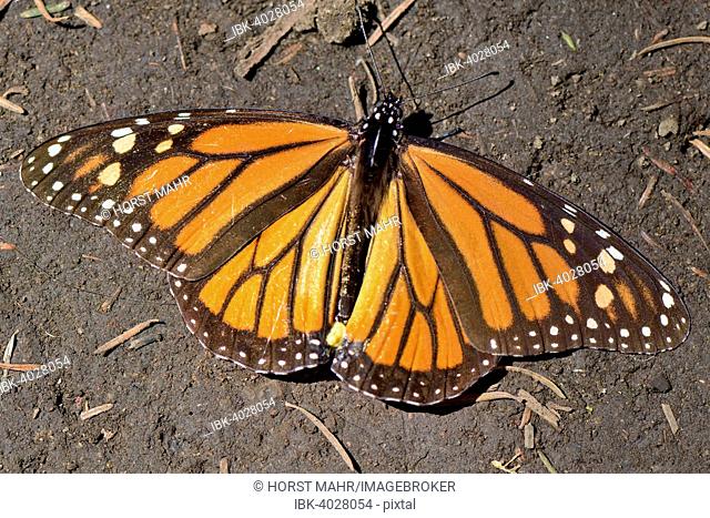 Monarch butterfly (Danaus plexippus), El Rosario, Monarch Butterfly Biosphere Reserve, Mariposa Monarca, Angangueo, Michoacán, Mexico