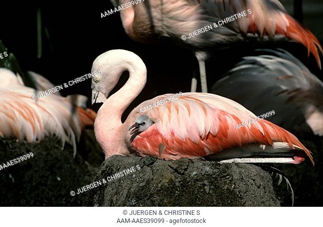 Chilean Flamingo with week old Chick (Phoenicopterus ruber chilensis)