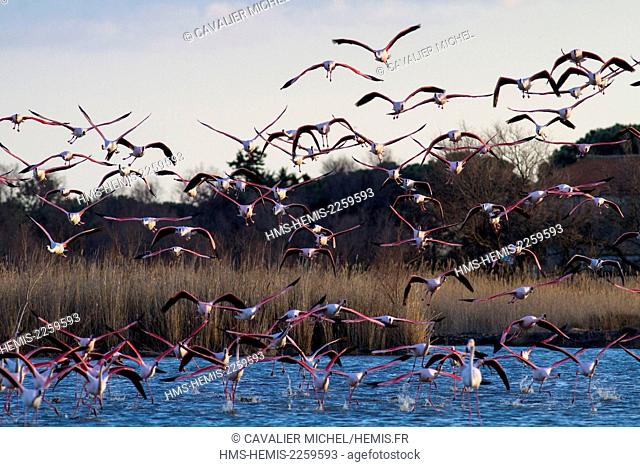 France, Bouches du Rhone, Camargue Regional Nature Park, Saintes Maries de la Mer, Ornithological Park of Pont de Gau, flight of Greater flamingos...