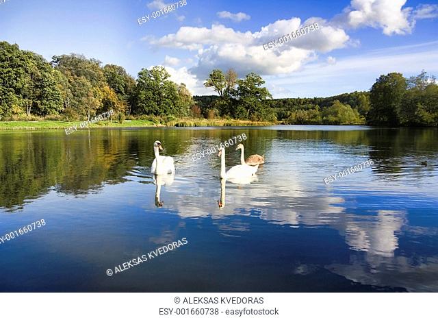 swans and young