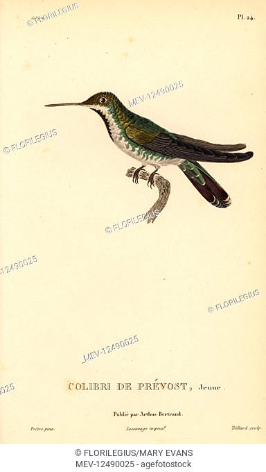 Green-breasted mango, Anthracothorax prevostii (Trochilus prevostii). Juvenile. Handcolored steel engraving by Coutant after an illustration by Jean-Gabriel...