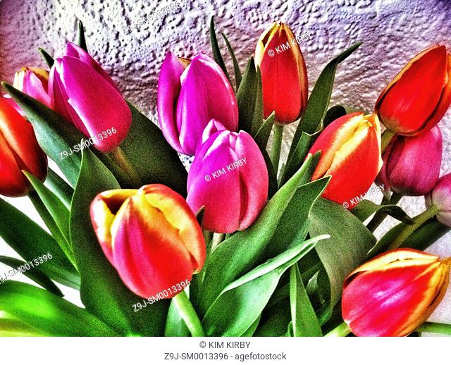 Close up of tulips in a vase
